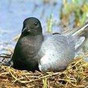 Black Tern